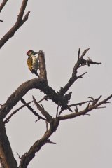14-Woodpecker